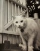 vinnie